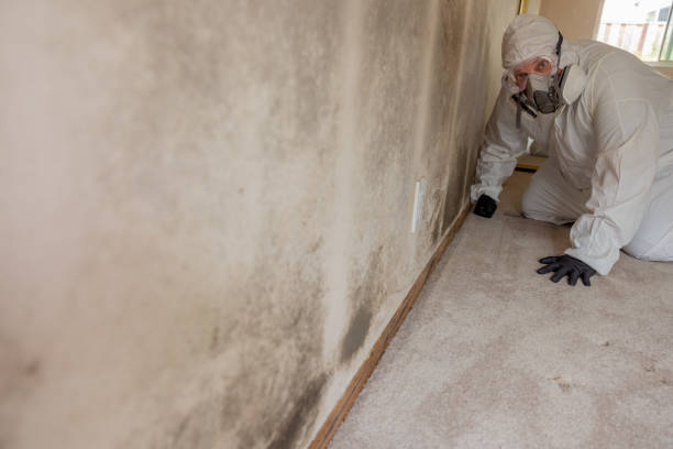 Best Airborne Mold Testing  in Clayton, NM